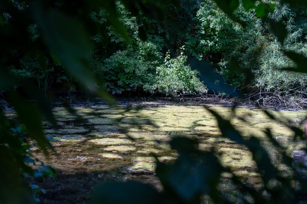 Wolfgang Safer - Paderbilder - 2